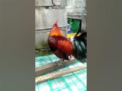 sabong tupada|sabong youtube.